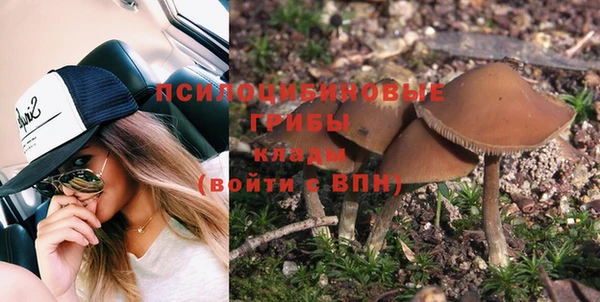индика Новозыбков